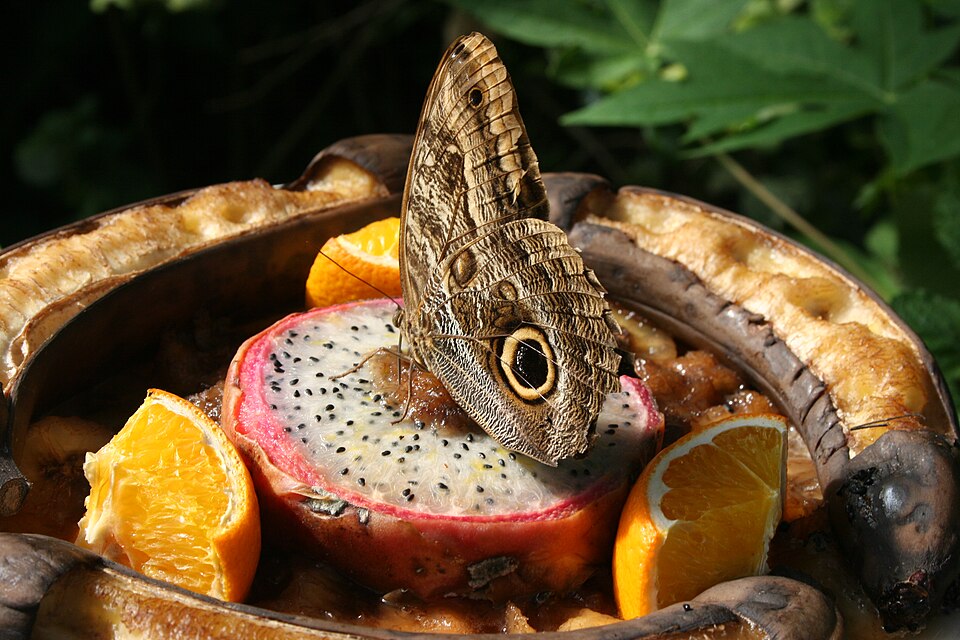 Dragon Fruit