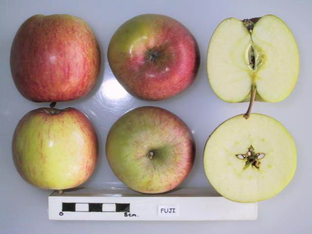 Apples
